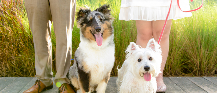 Pets Photography in Singapore