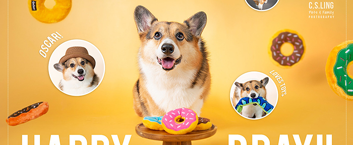 Dog Barkday Photoshoot Singapore