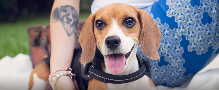 Beagle Dog Photographer Singapore