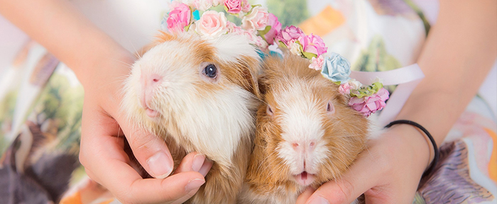 Guine Pigs Pet Photography